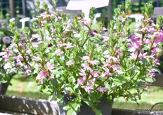 This Scaevola was introduced this year. This variety is also heat resistant, compact and thereby ideal for hanging baskets.